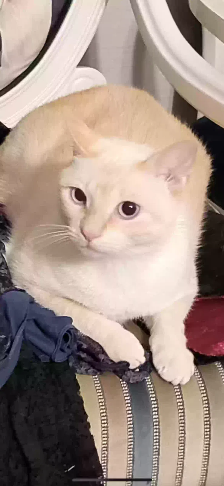 Lost cat in Alvarado, TX, 76009