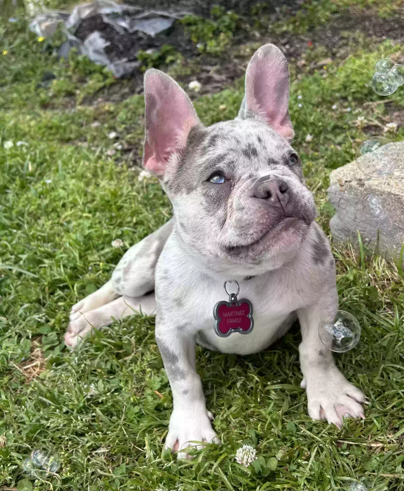 Lost dog in Virginia Beach, VA, 23462