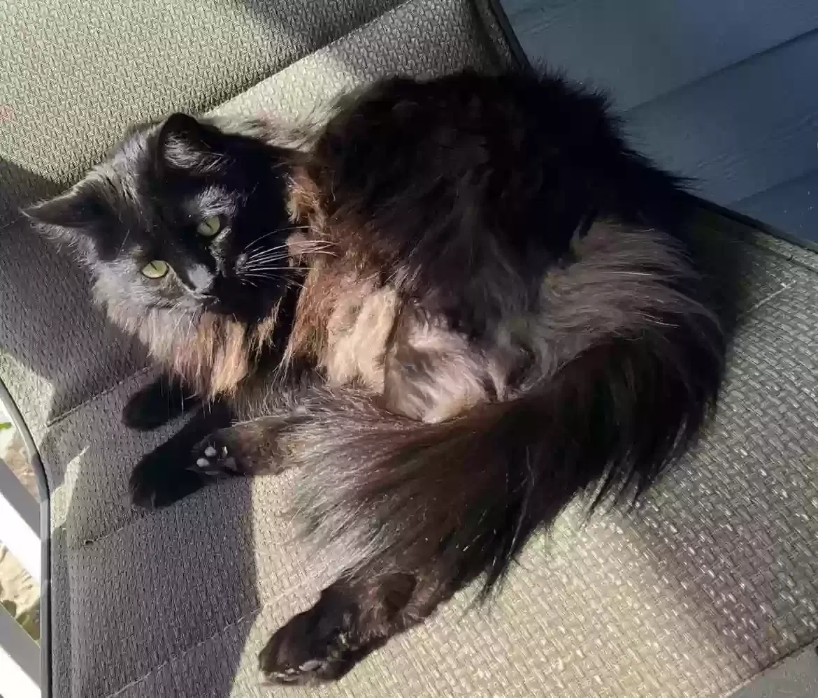 Lost cat in Fort Worth, TX, 76126