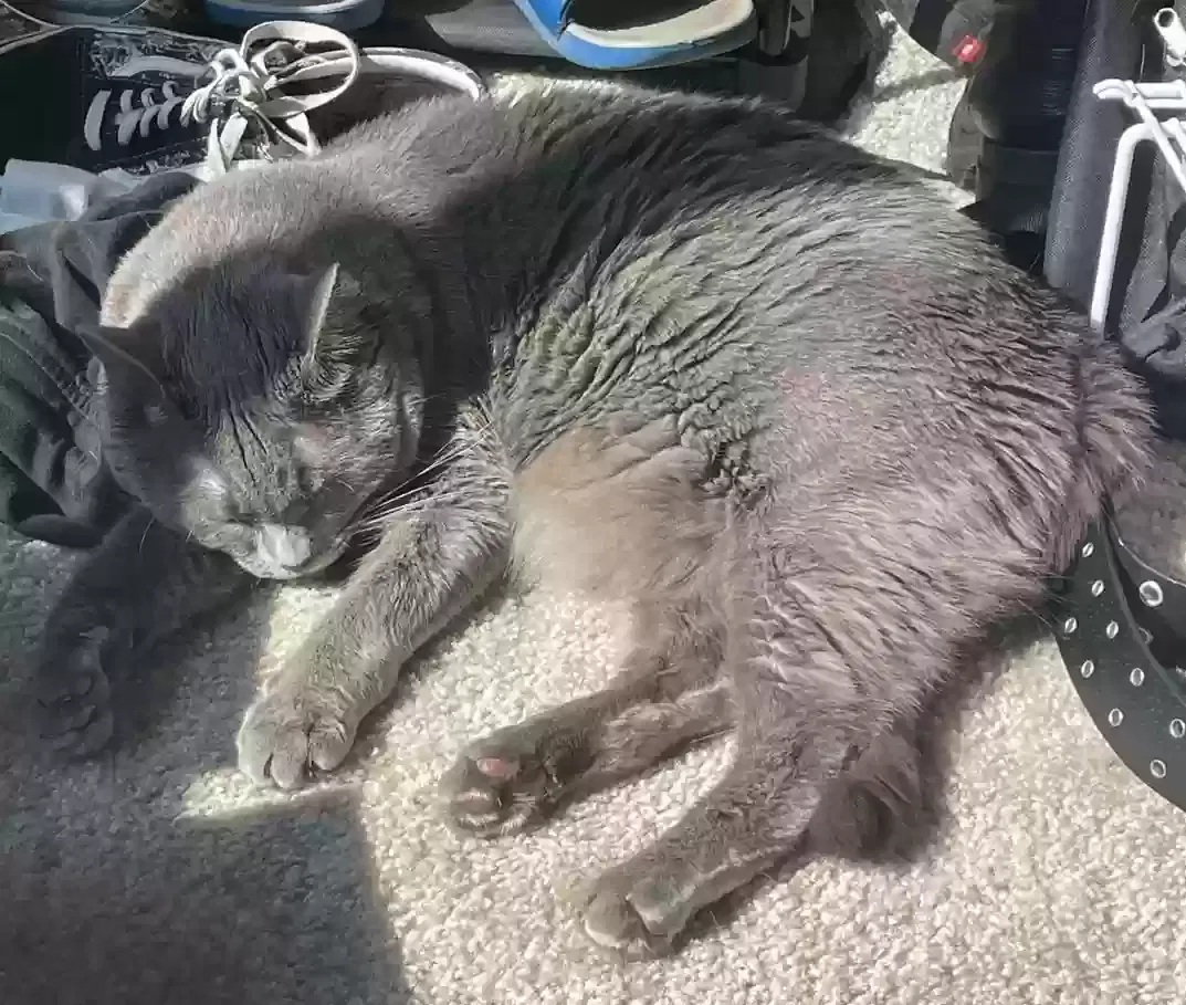 Lost cat in Rancho Cordova, CA, 95742