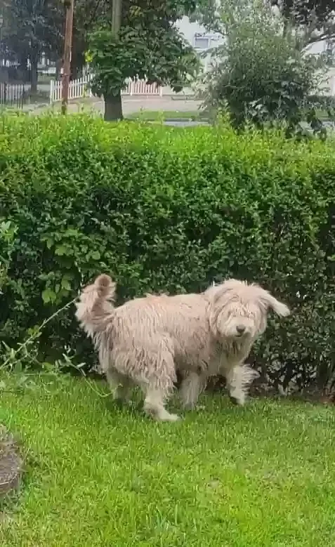 Lost dog in Rochester, NY, 14621