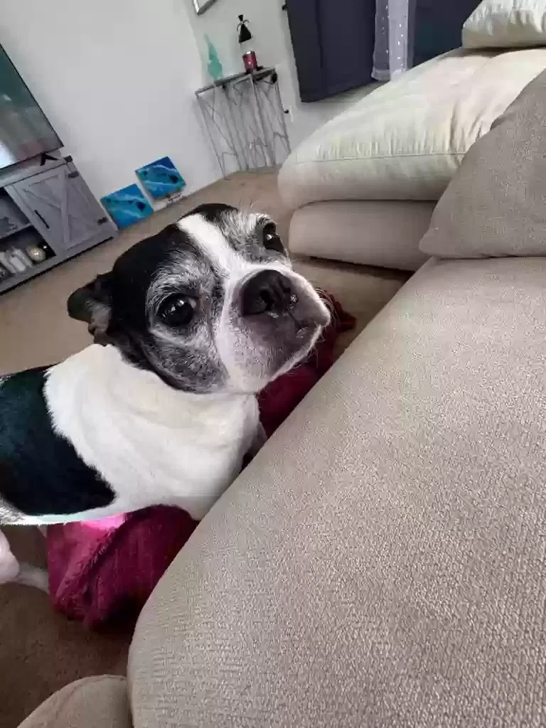Lost dog in Kapolei, HI, 96707