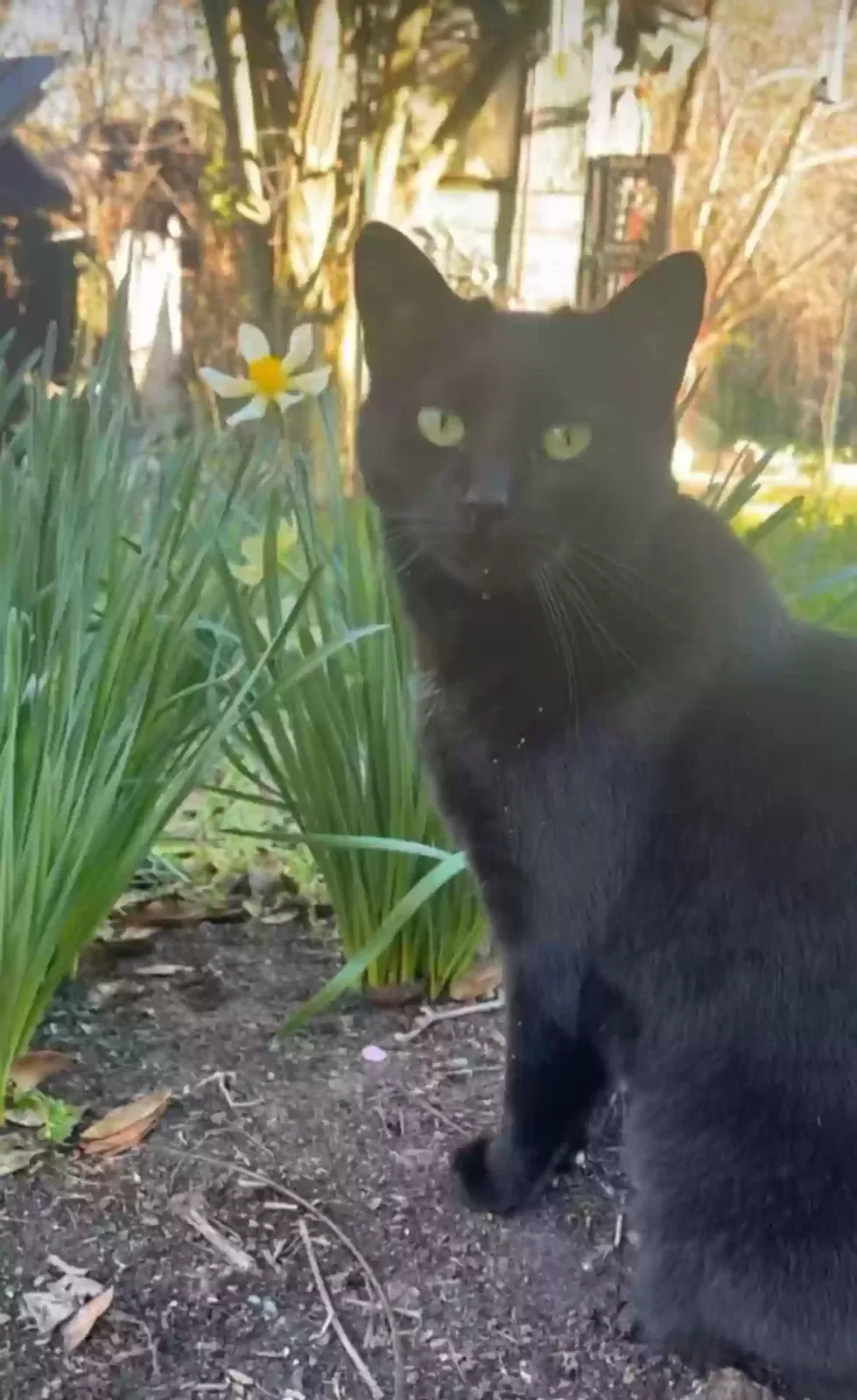 Lost cat in Greensboro, NC, 27403