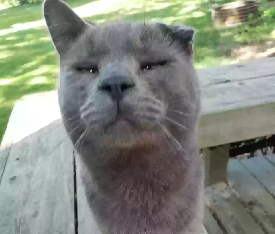 Lost cat in Lansing, MI, 48912