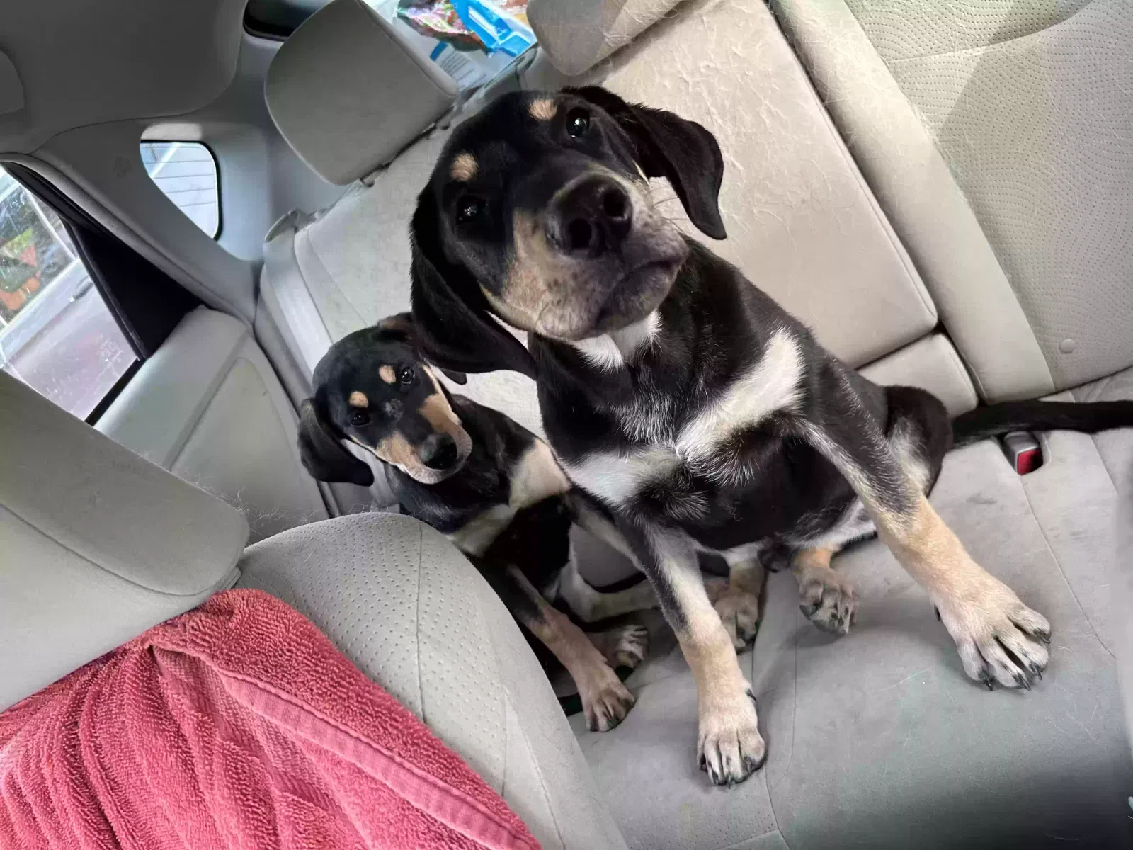 Found dog in Little Rock, AR, 72206