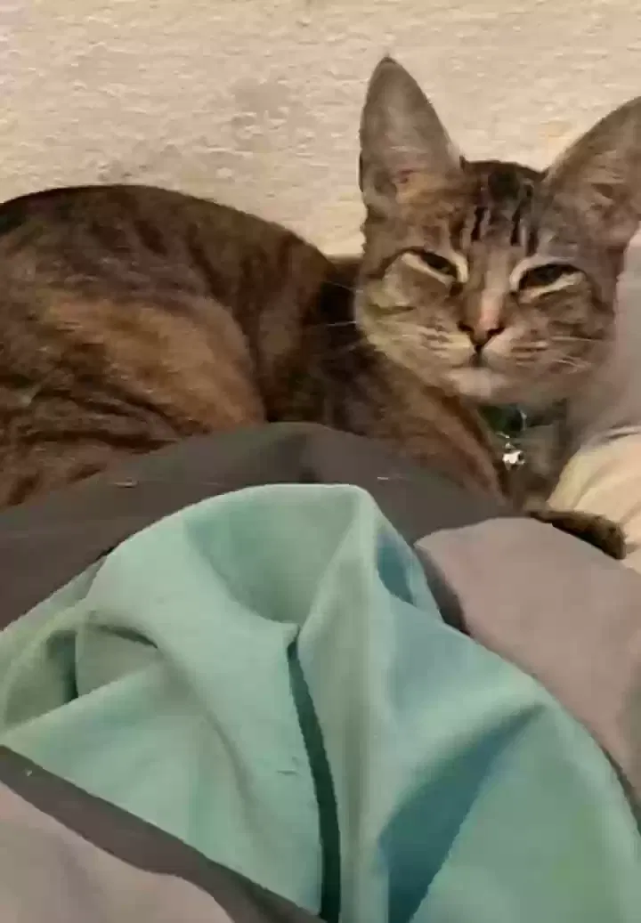 Lost cat in Clovis, CA, 93612