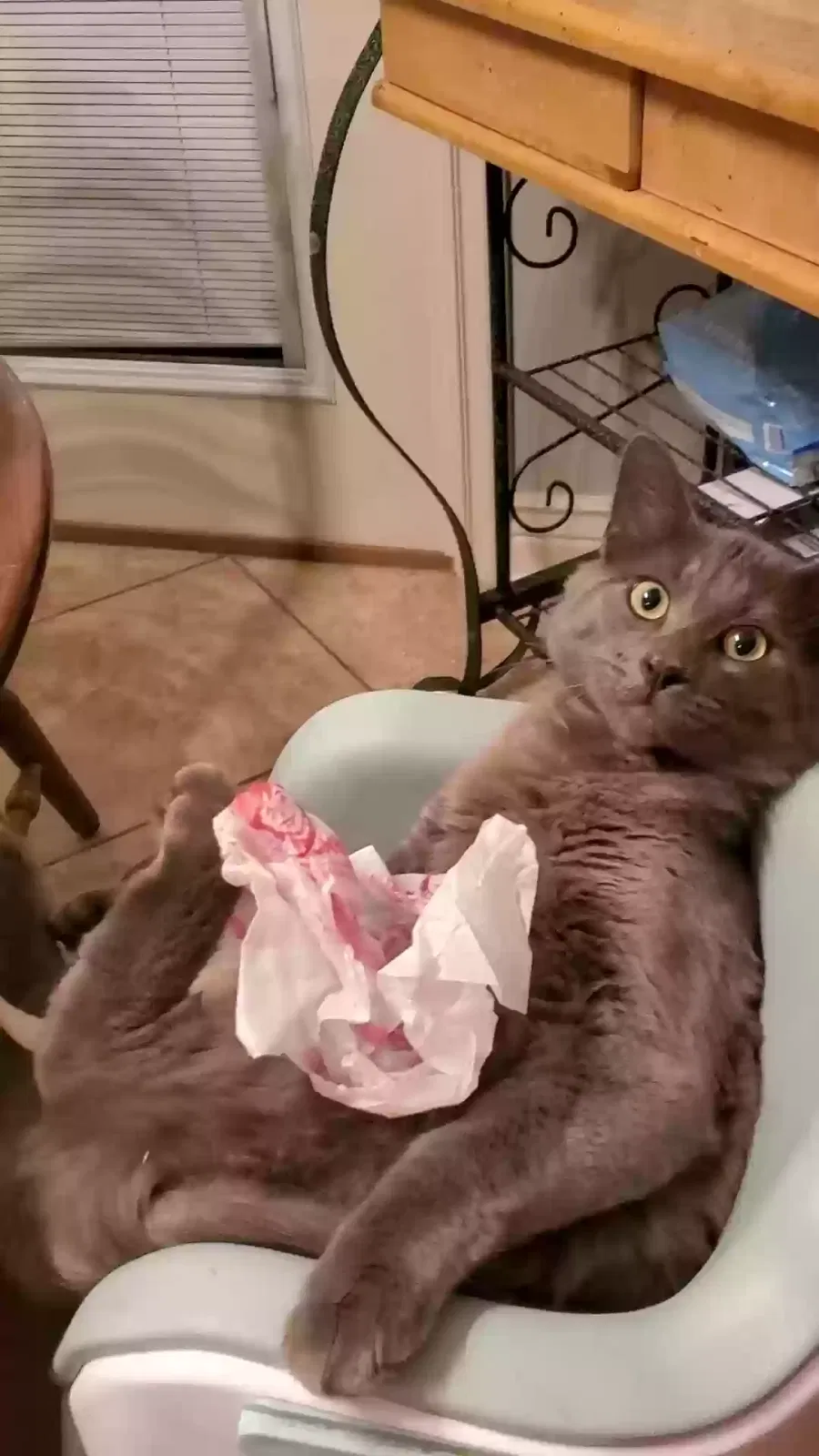 Lost cat in Nixa, MO, 65714
