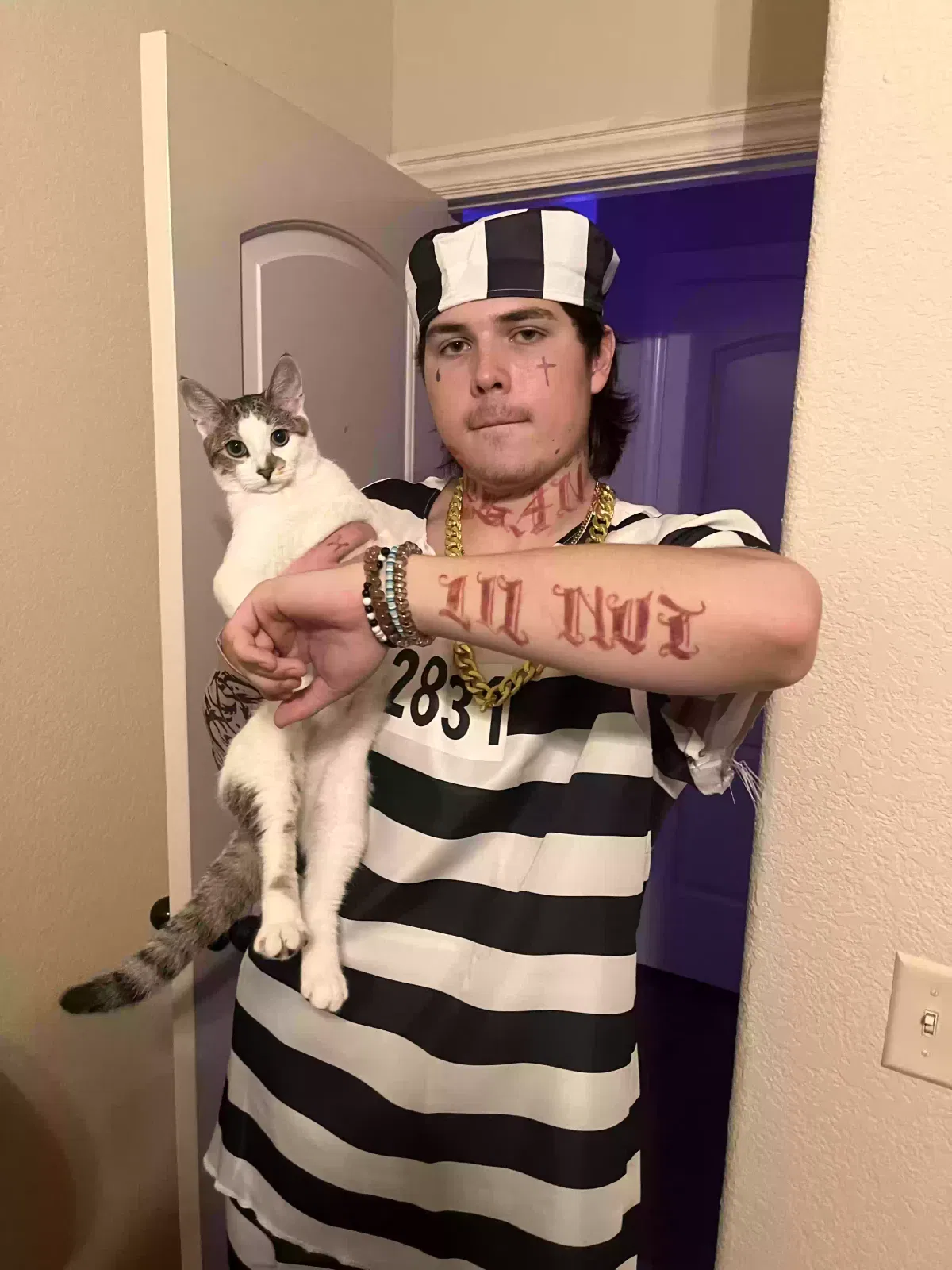 Lost cat in Fayetteville, AR, 72701