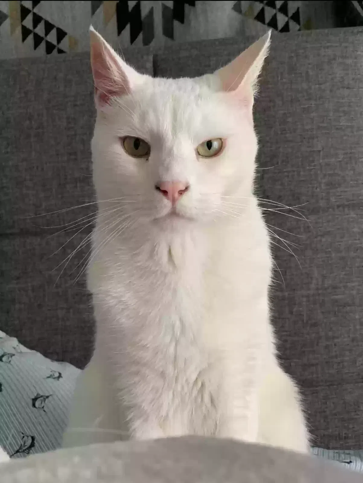Lost cat in Chula Vista, CA, 91914