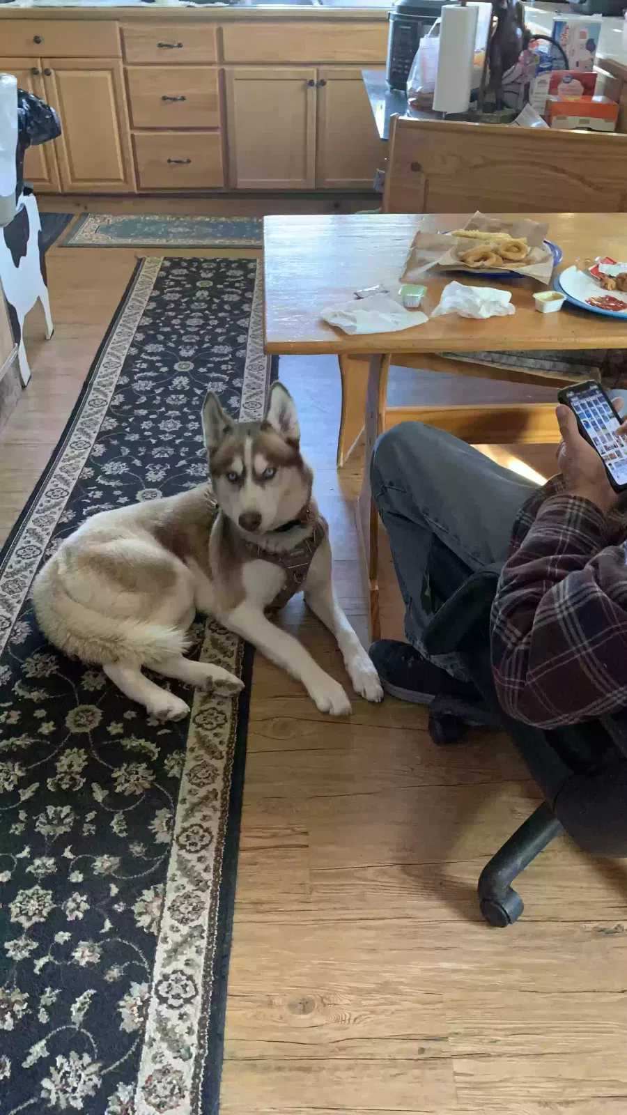 Lost dog in Columbus, MT, 59019