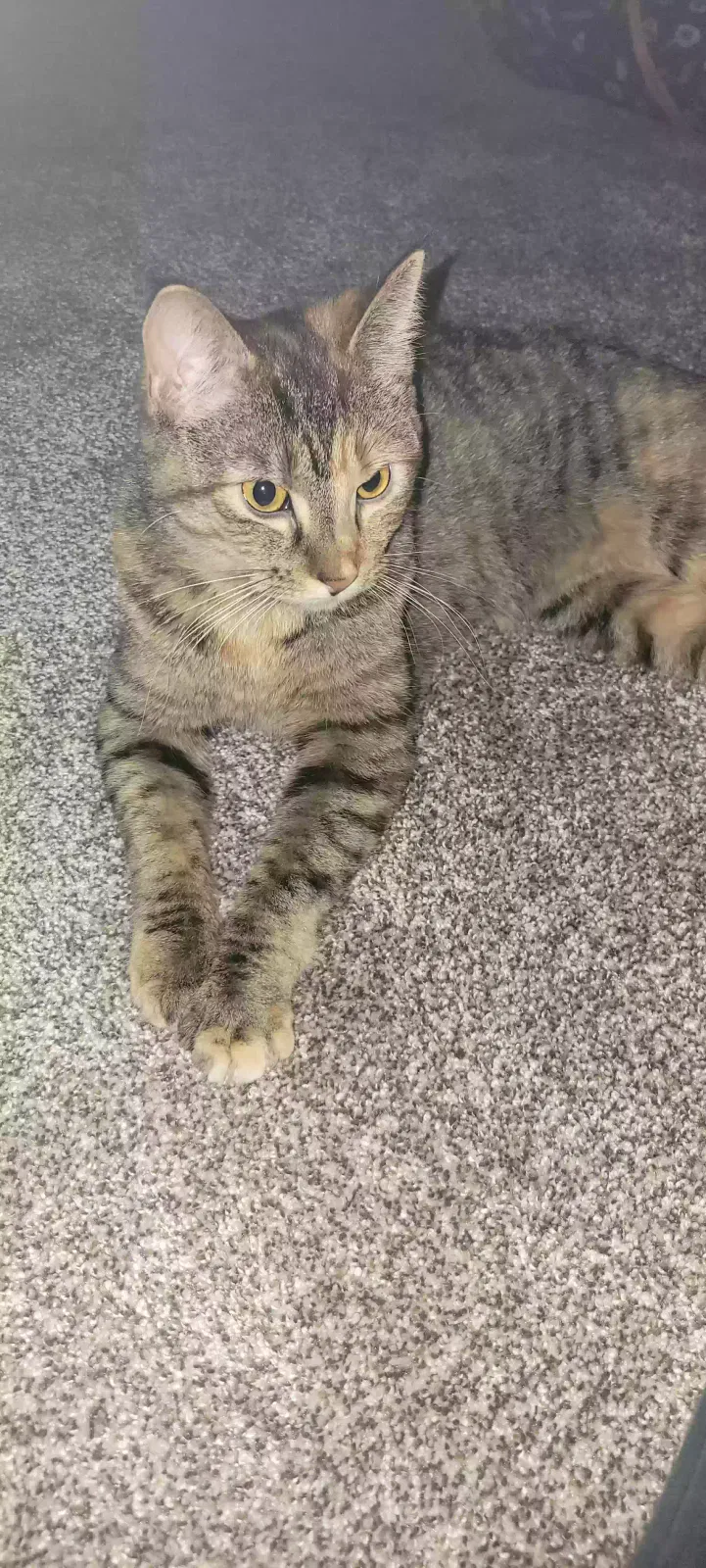 Lost cat in Fort Lupton, CO, 80621