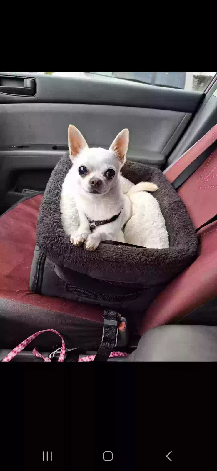 Lost dog in New Orleans, LA, 70118