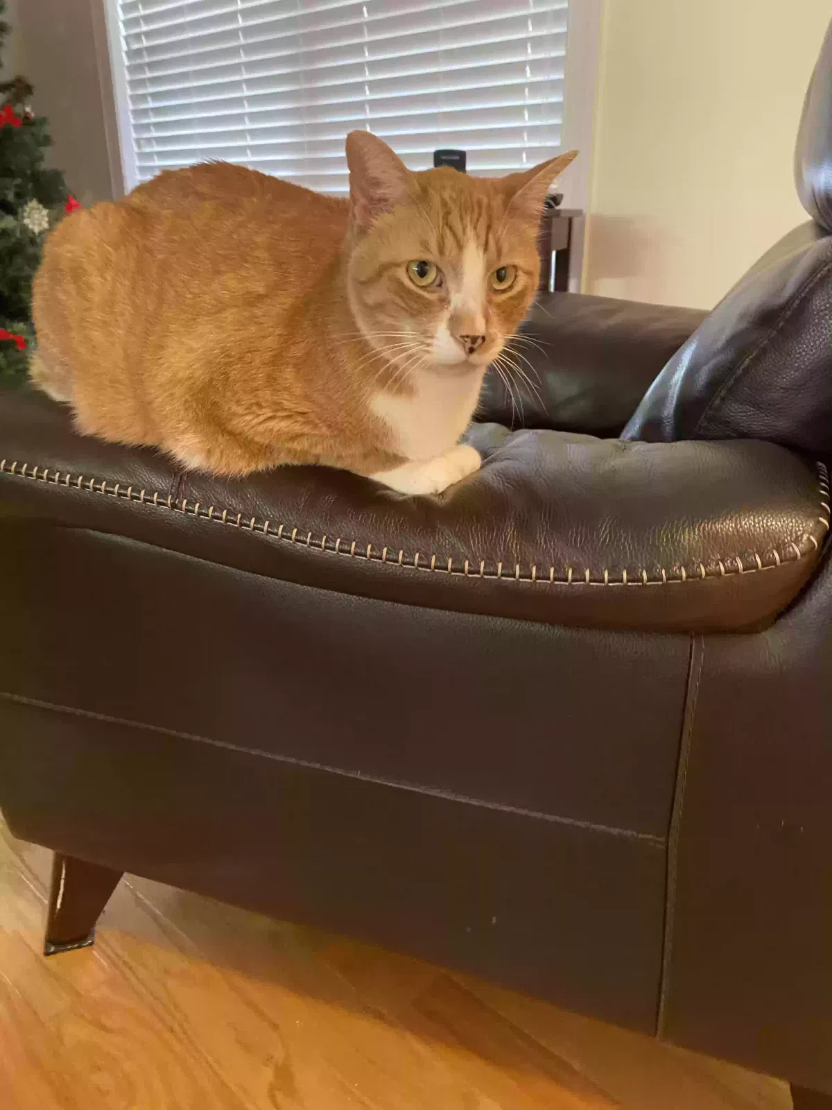 Lost cat in Fort Payne, AL, 35967