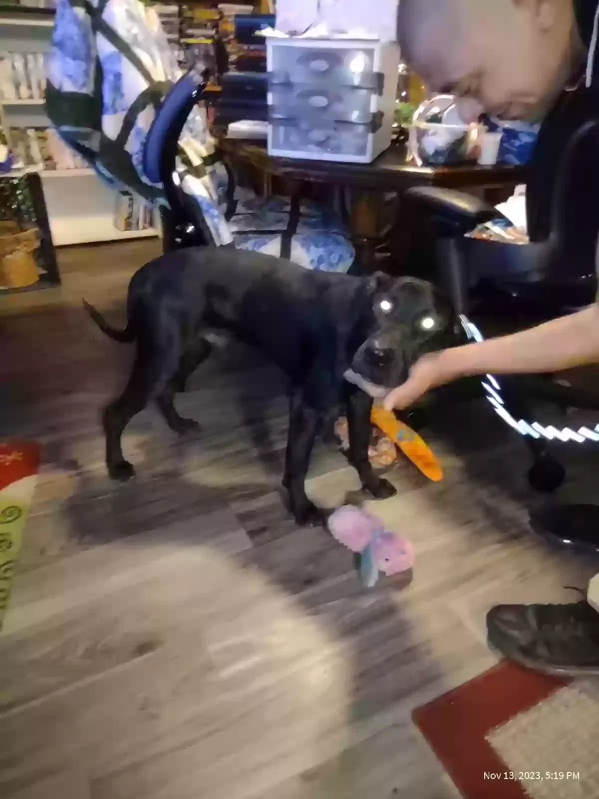 Found dog in Mesa, AZ, 85201