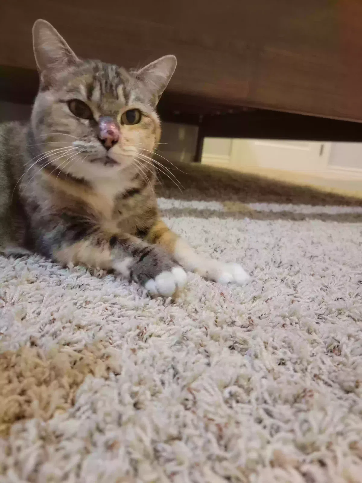 Found cat in Queen Creek, AZ, 85142