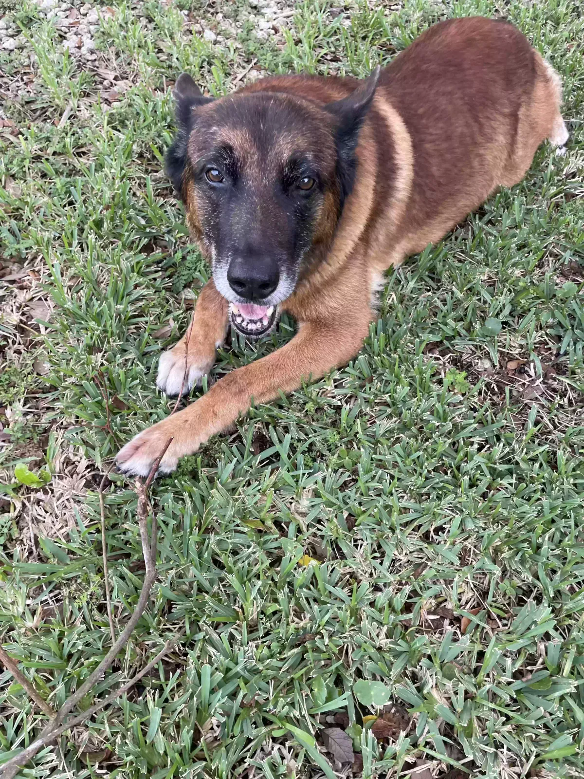 Lost dog in Gainesville, FL, 32603