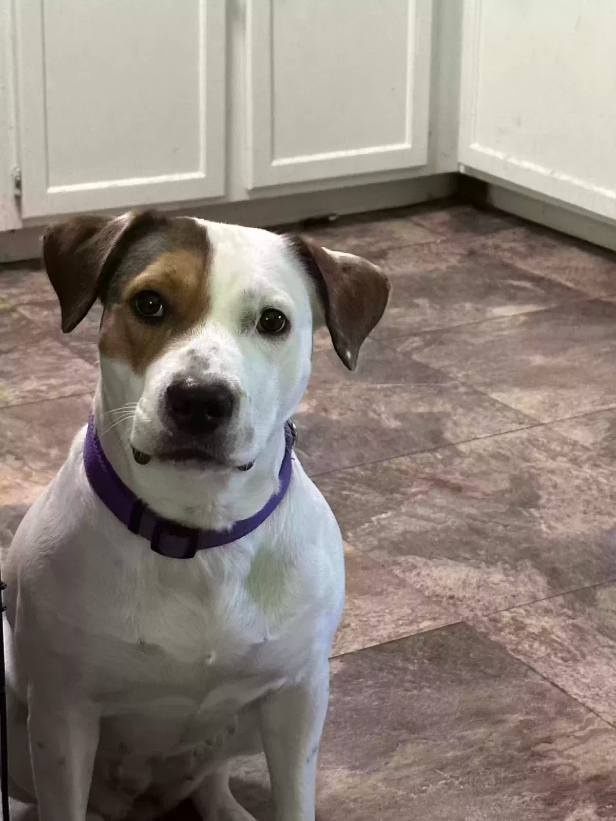 Lost dog in Cincinnati, OH, 45231