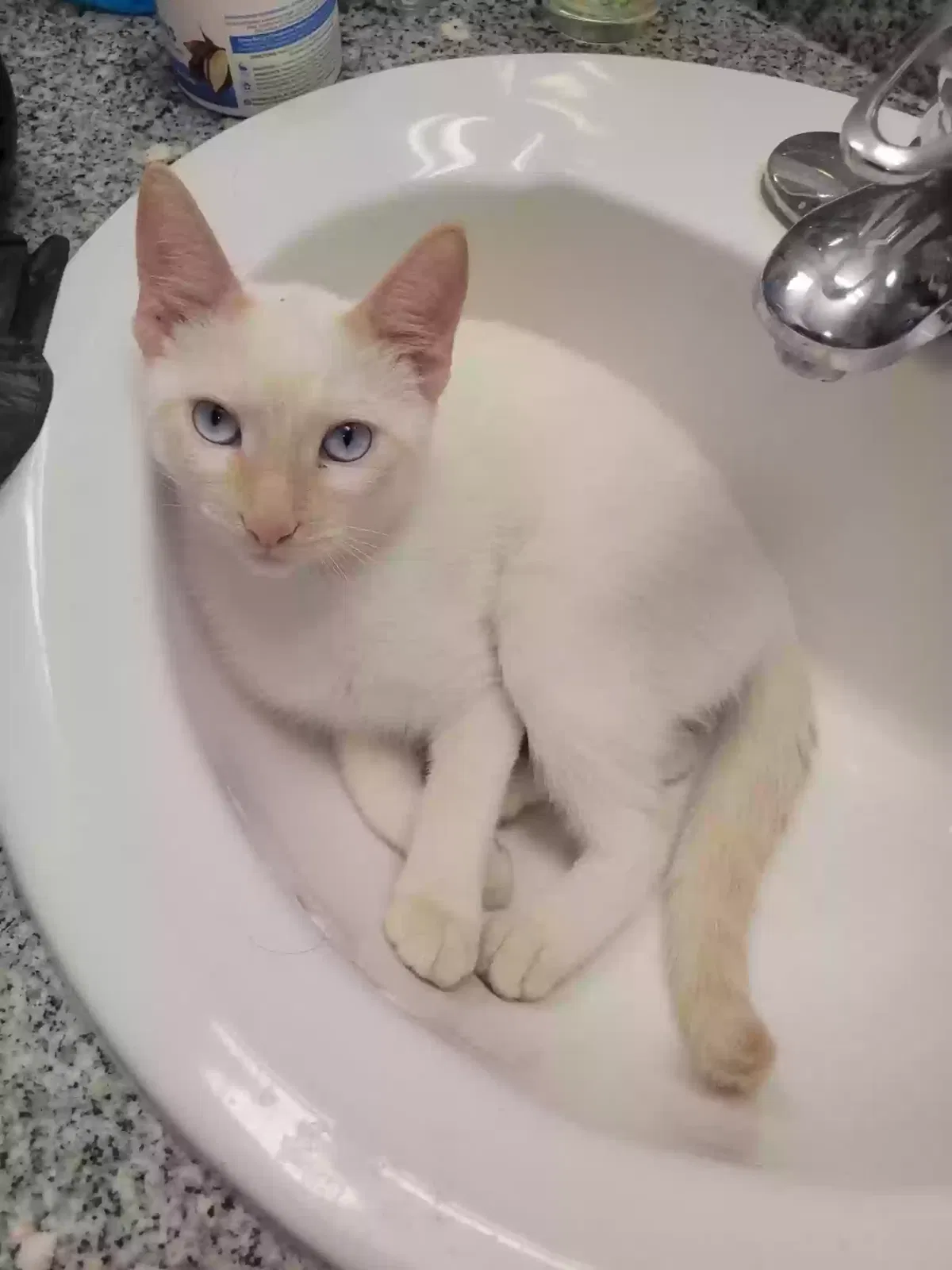 Lost cat in San Diego, CA, 92101