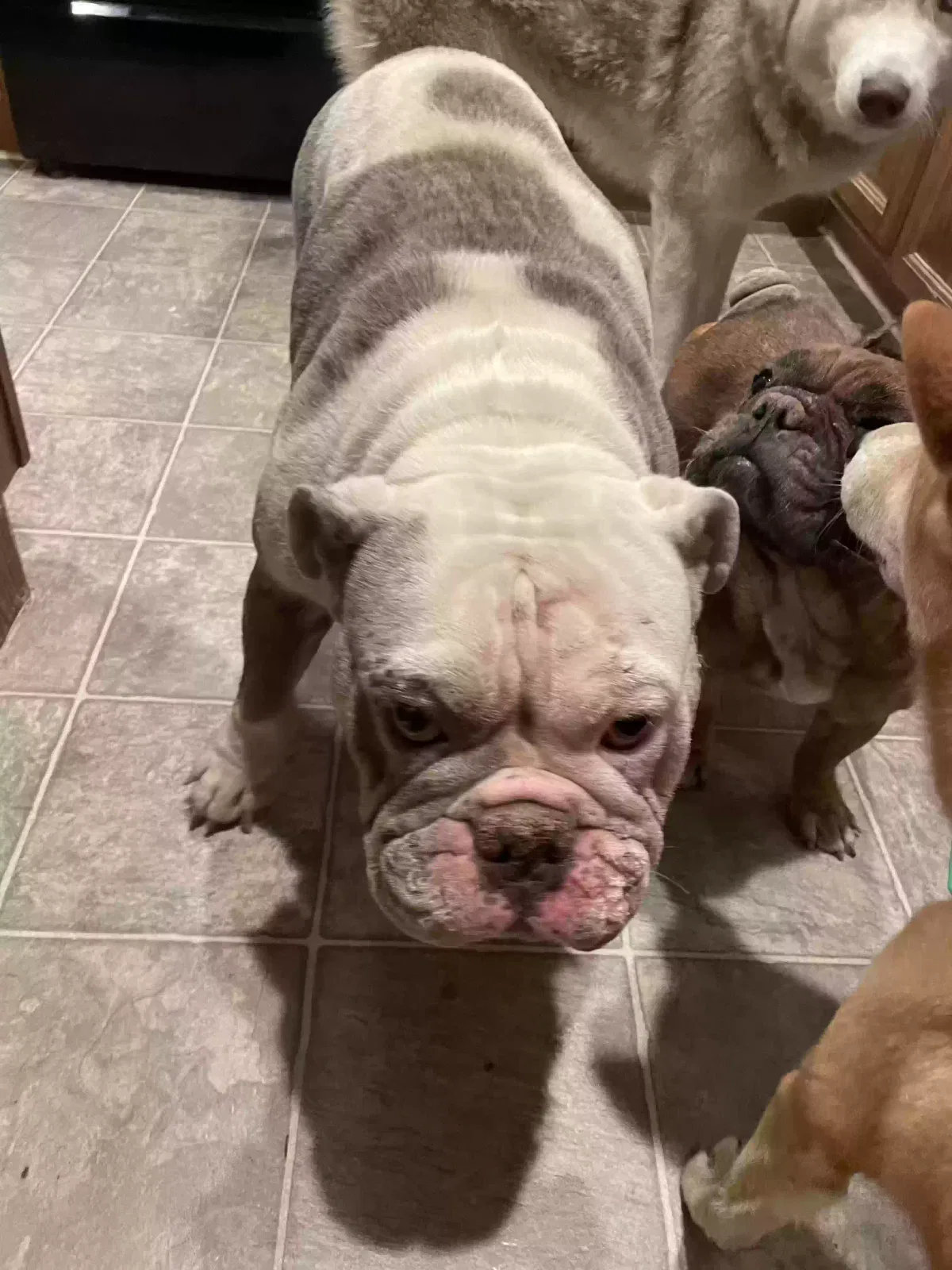 Found dog in North Las Vegas, NV, 89081