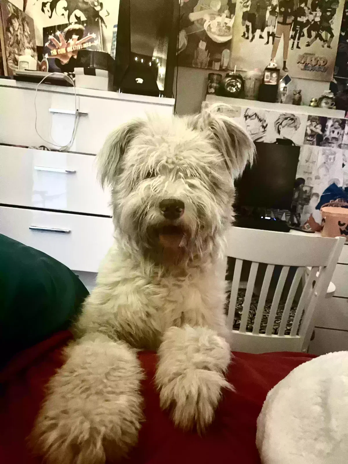 Lost dog in Arlington, TX, 76010