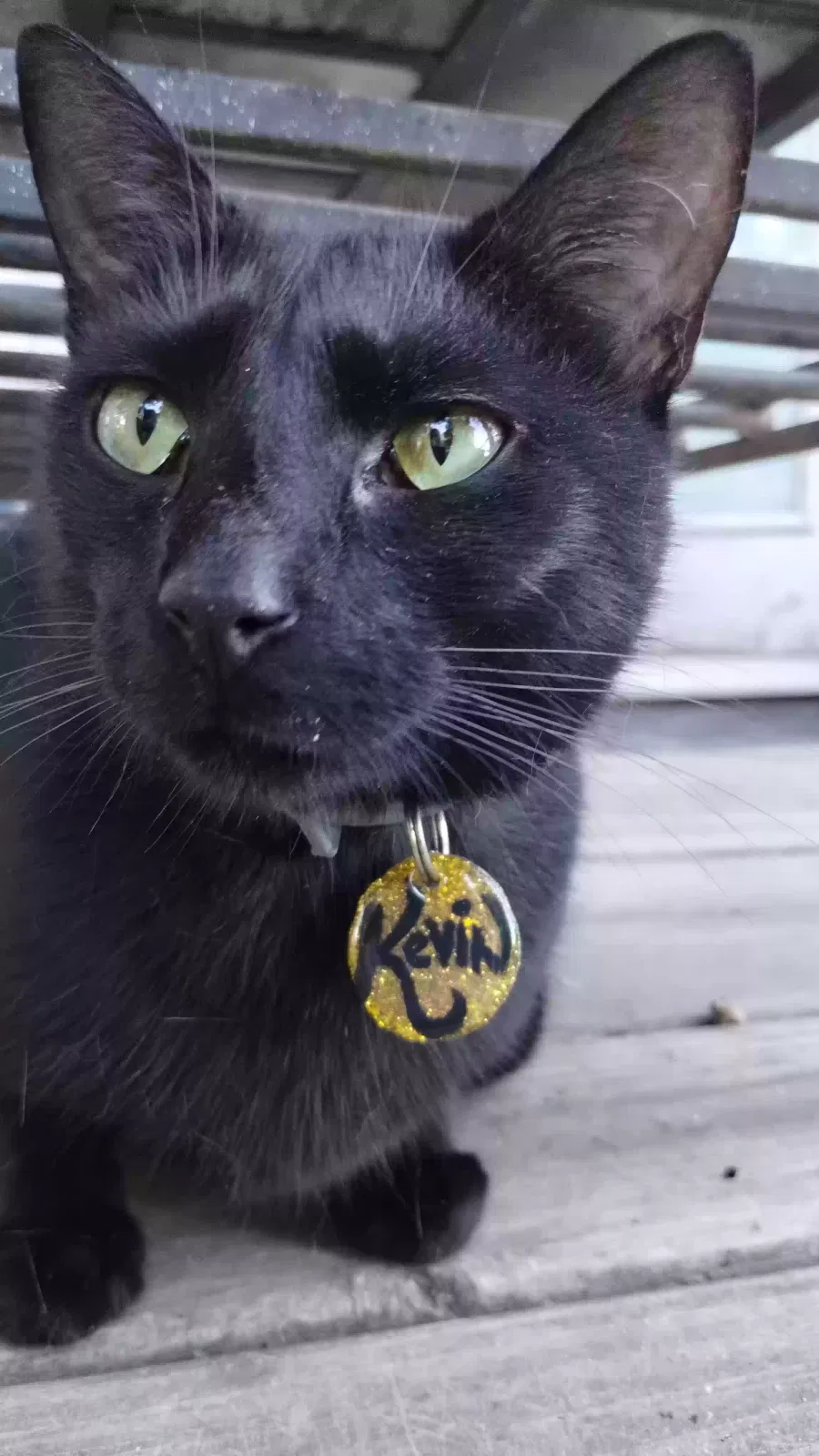 Lost cat in Troutman, NC, 28166