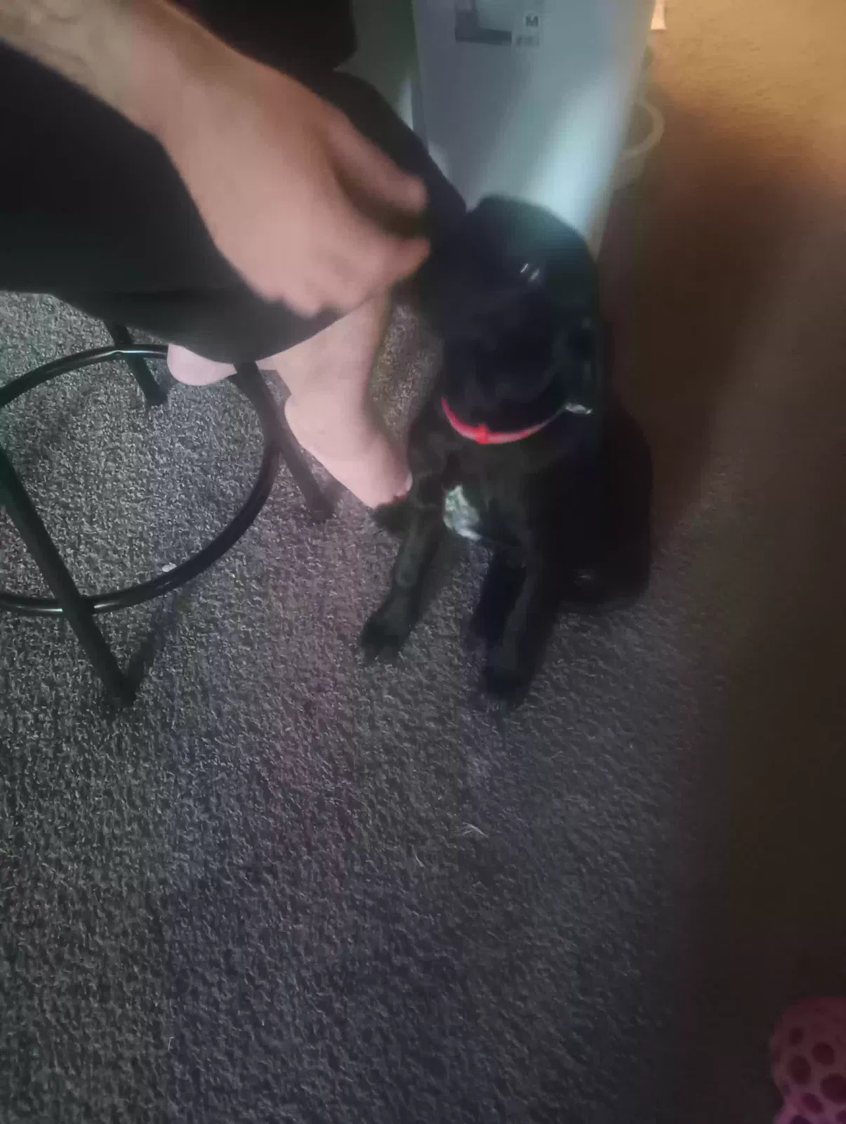 Found dog in Mountain Home, AR, 72653