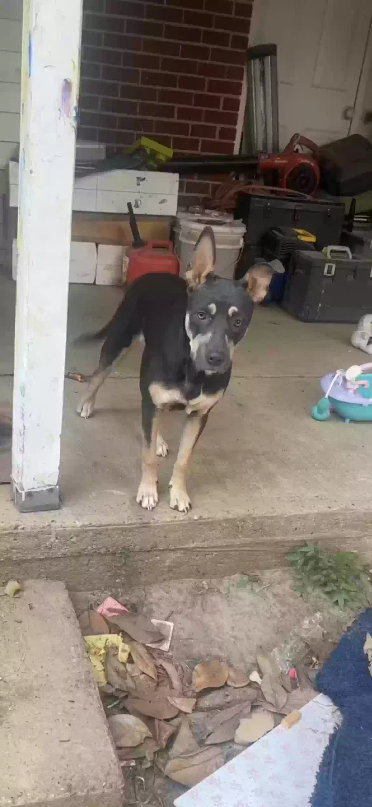 Lost dog in Jacksonville, AR, 72076