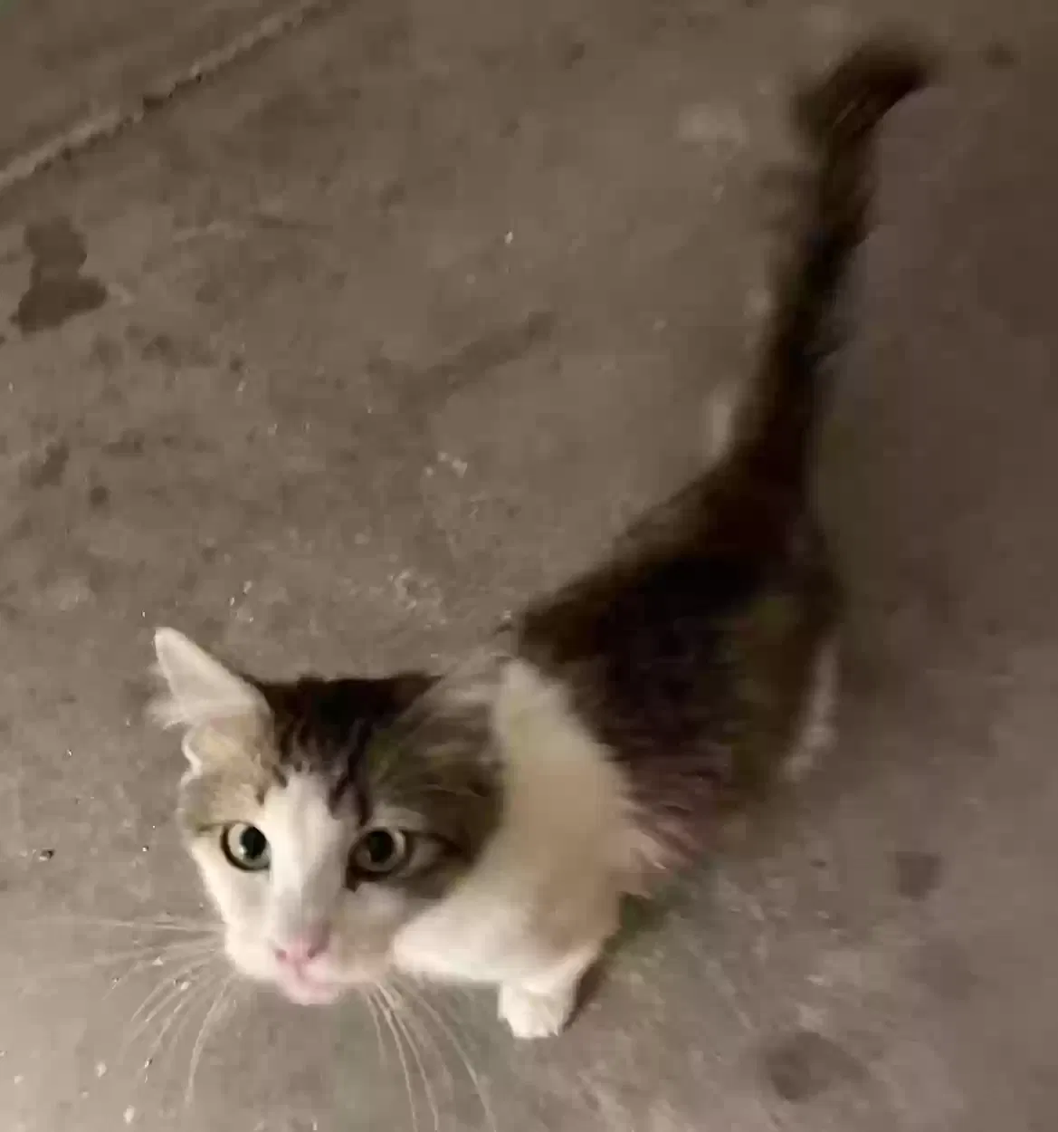 Lost cat in Phoenix, AZ, 85006