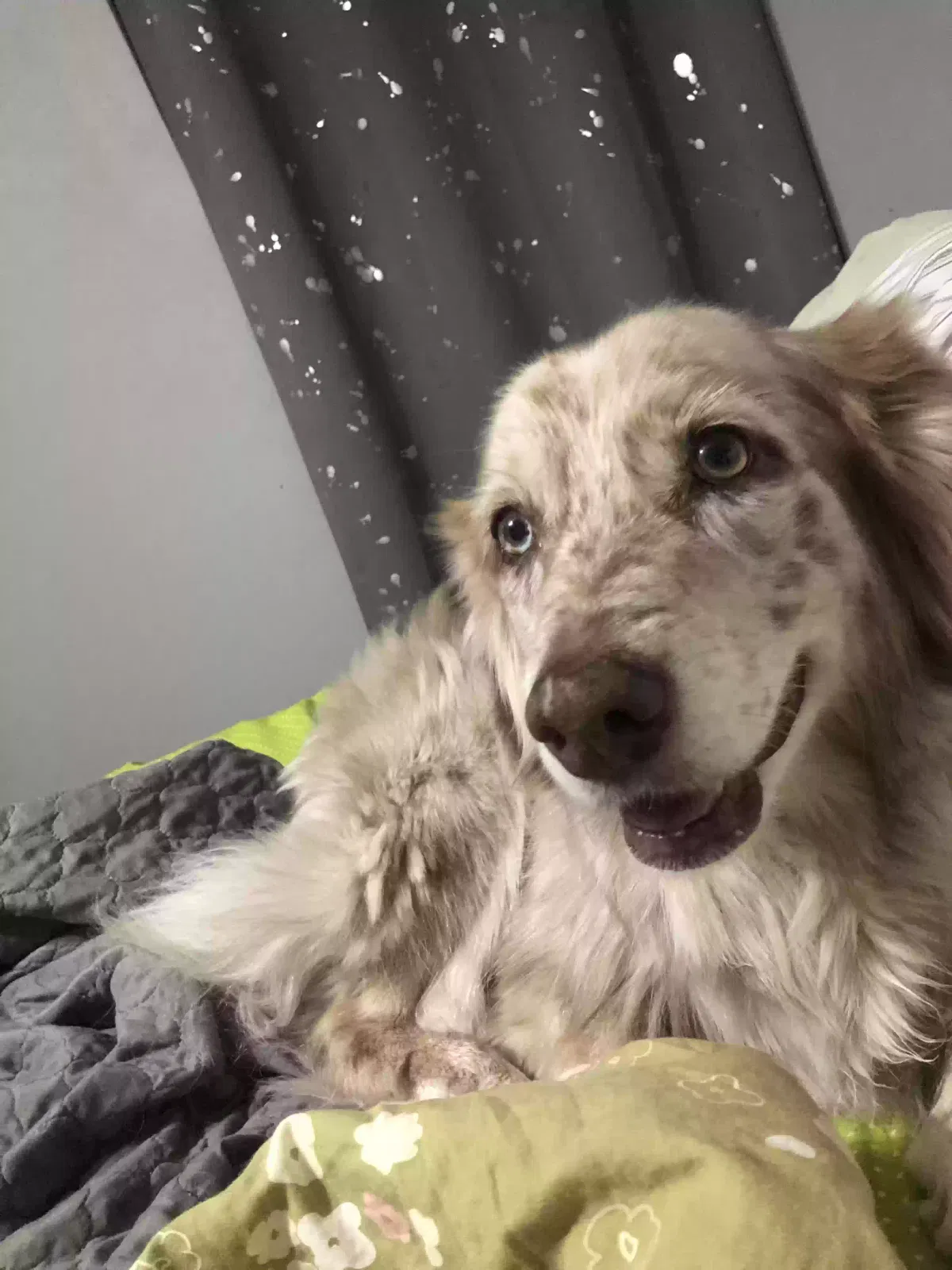 Lost dog in Lacygne, KS, 66040