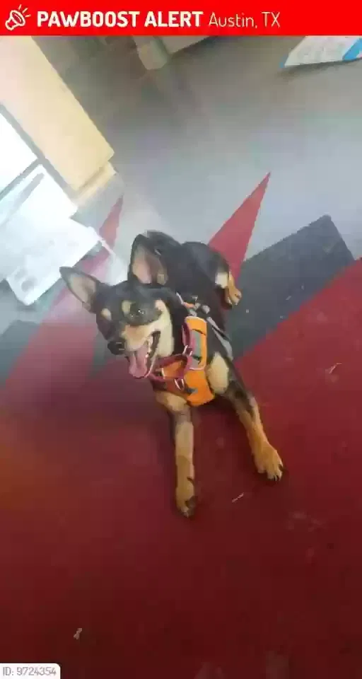 Lost dog in Austin, TX, 78757