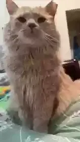 Lost cat in Charlotte, NC, 28214