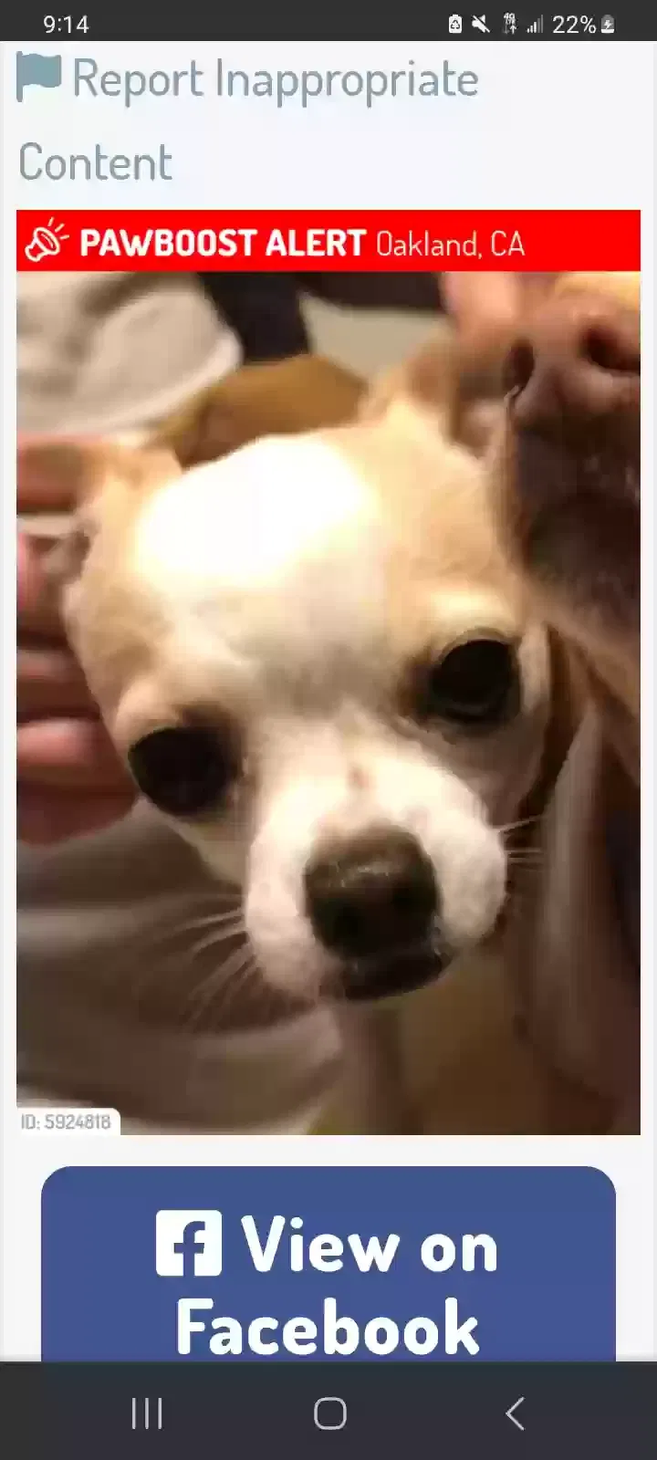 Lost dog in Oakland, CA, 94621