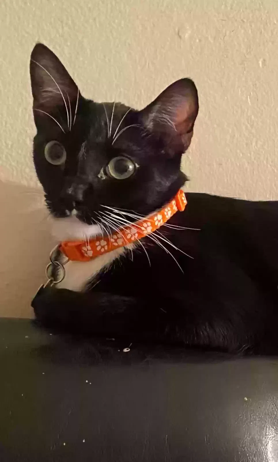 Lost cat in Fullerton, CA, 92831