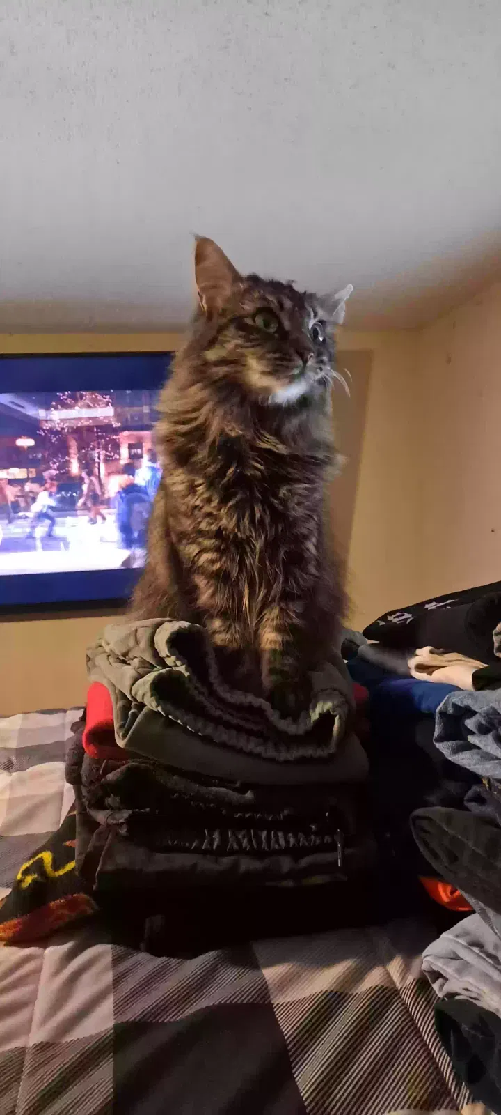 Lost cat in Roseville, CA, 95661