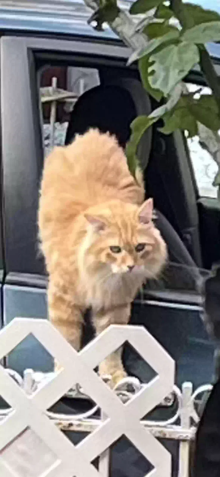 Lost cat in East Elmhurst, NY, 11370