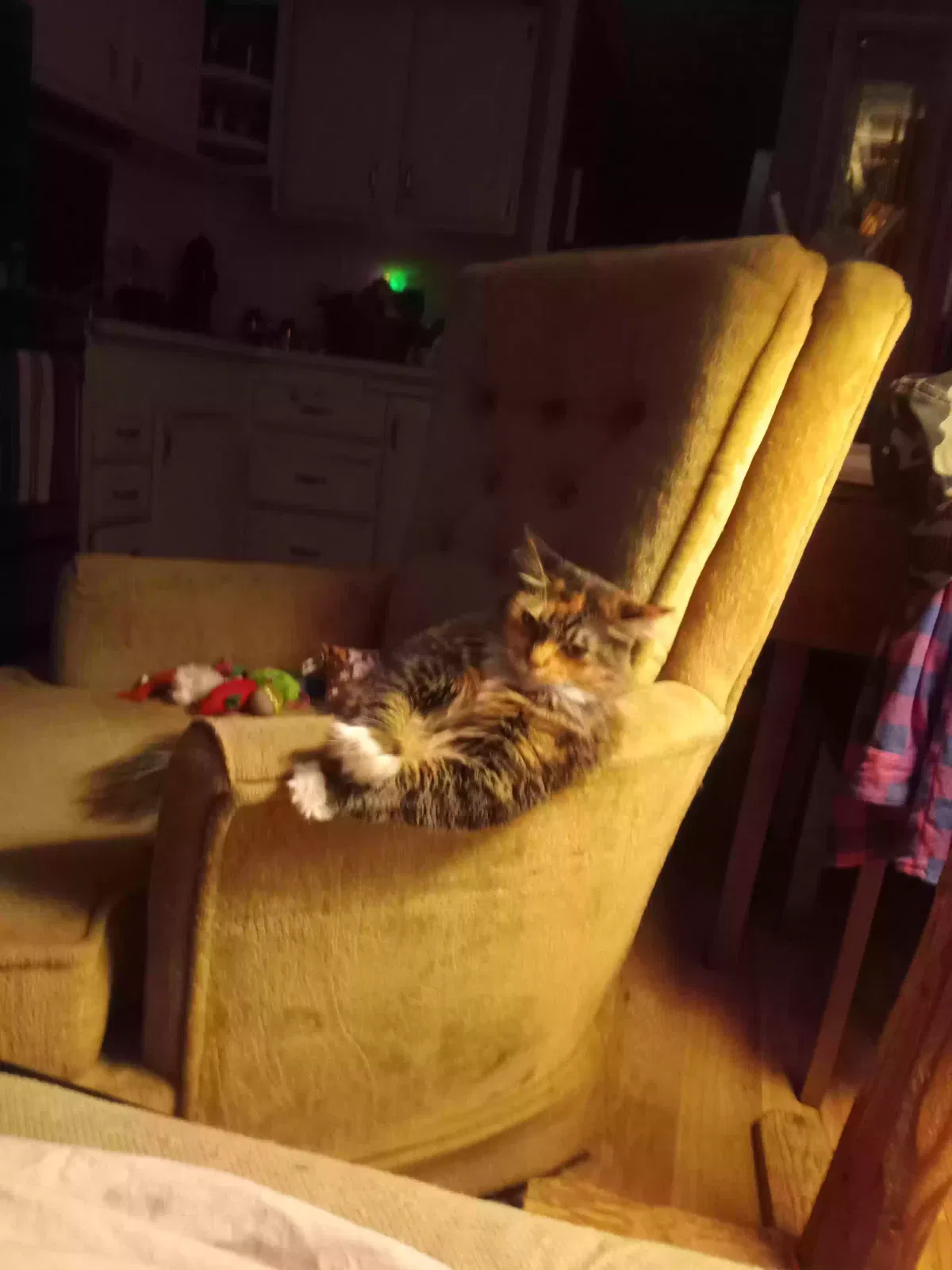Lost cat in Glendale, AZ, 85301