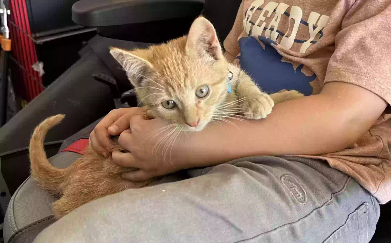 Lost cat in Ault, CO, 80610