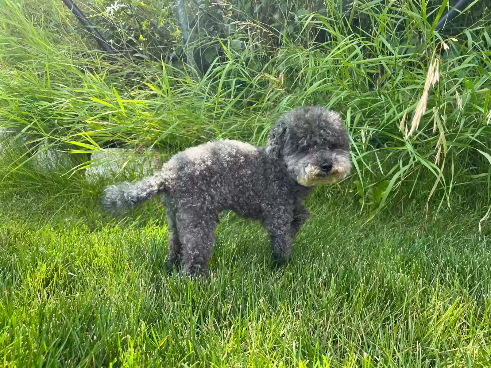 Lost dog in Allston, MA, 2134