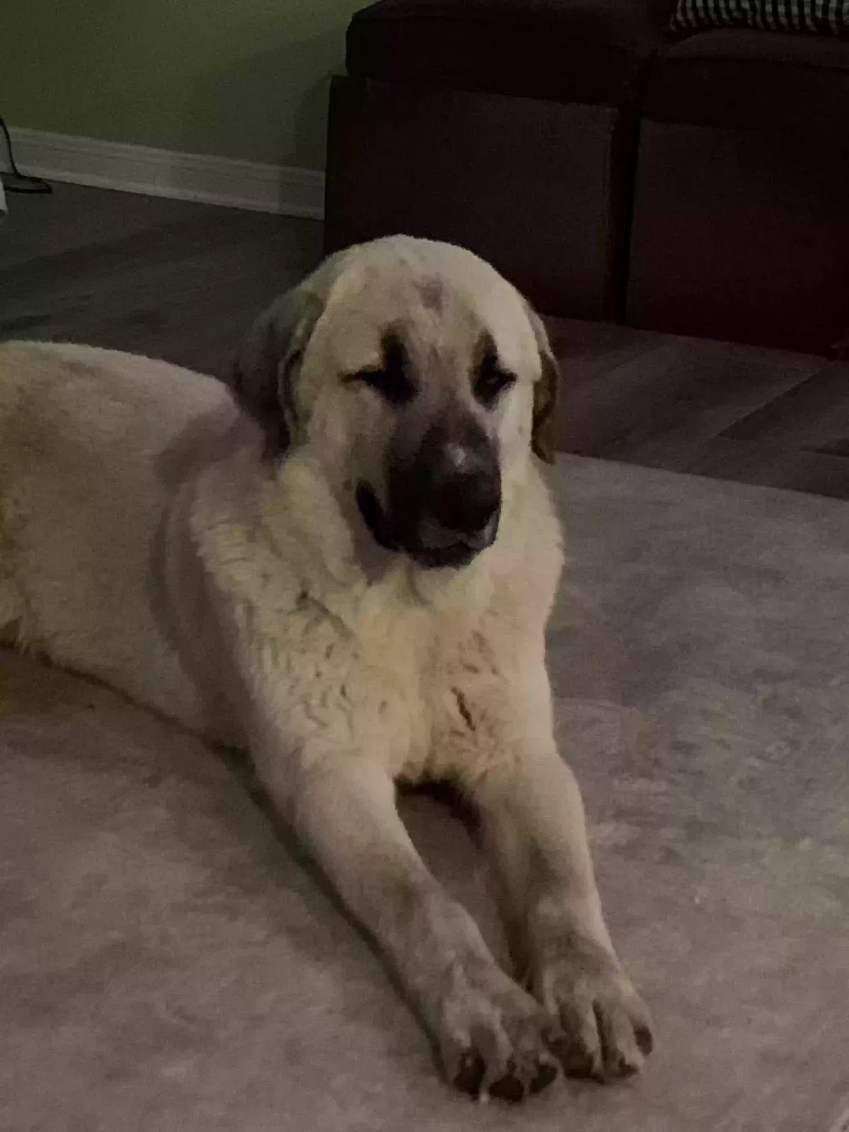 Found dog in Hewitt, TX, 76643