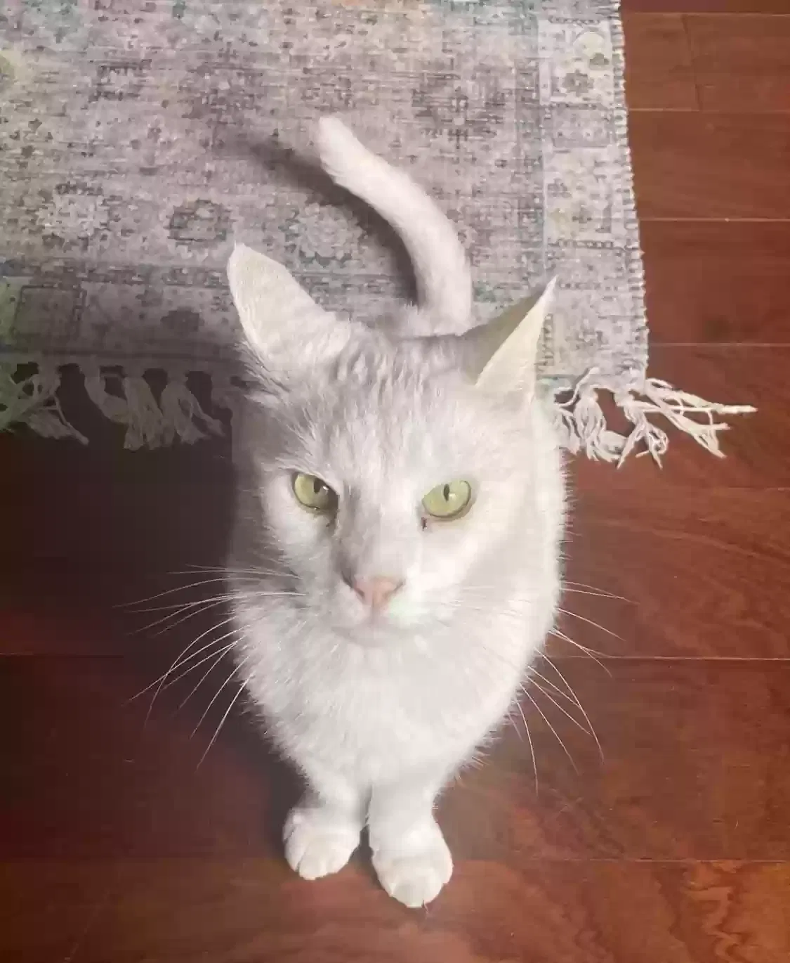 Lost cat in Chula Vista, CA, 91914