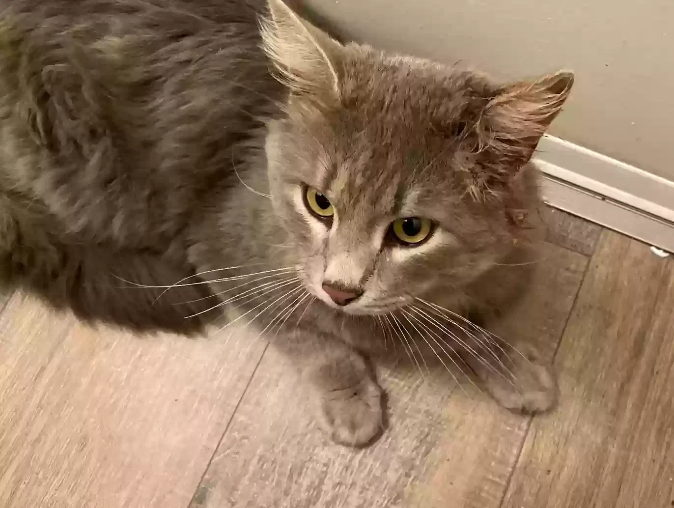 Lost cat in Pinson, AL, 35126