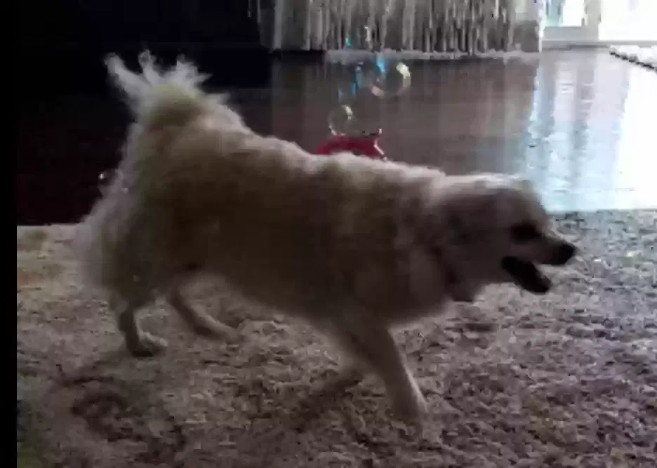 Lost dog in San Diego, CA, 92128