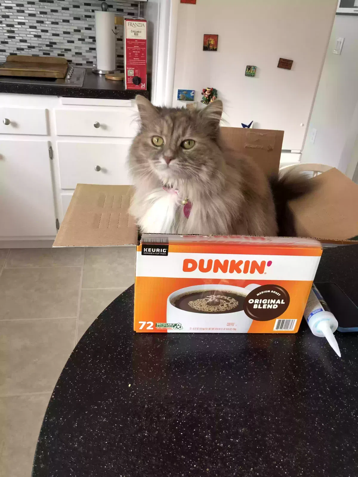 Lost cat in Waterville, NY, 13480