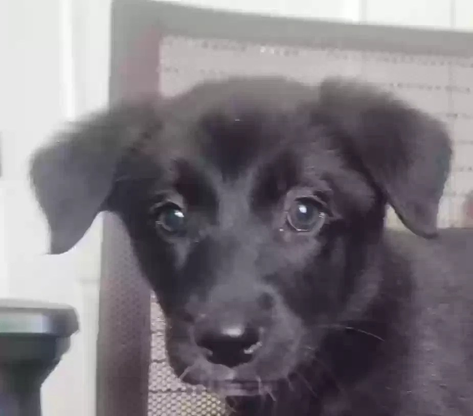 Found dog in Garner, NC, 27529