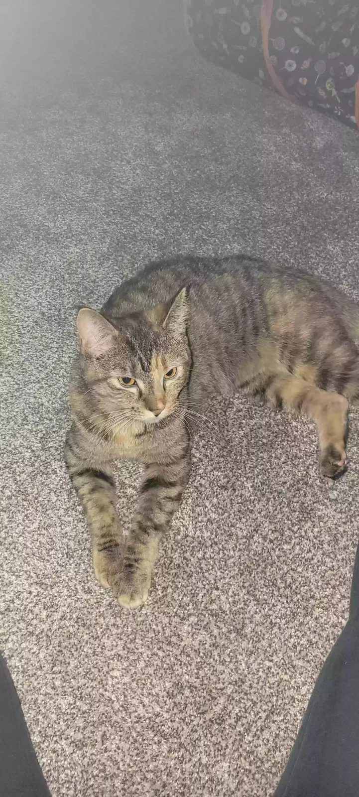 Lost cat in Fort Lupton, CO, 80621