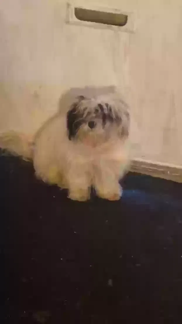 Lost dog in Ecorse, MI, 48229