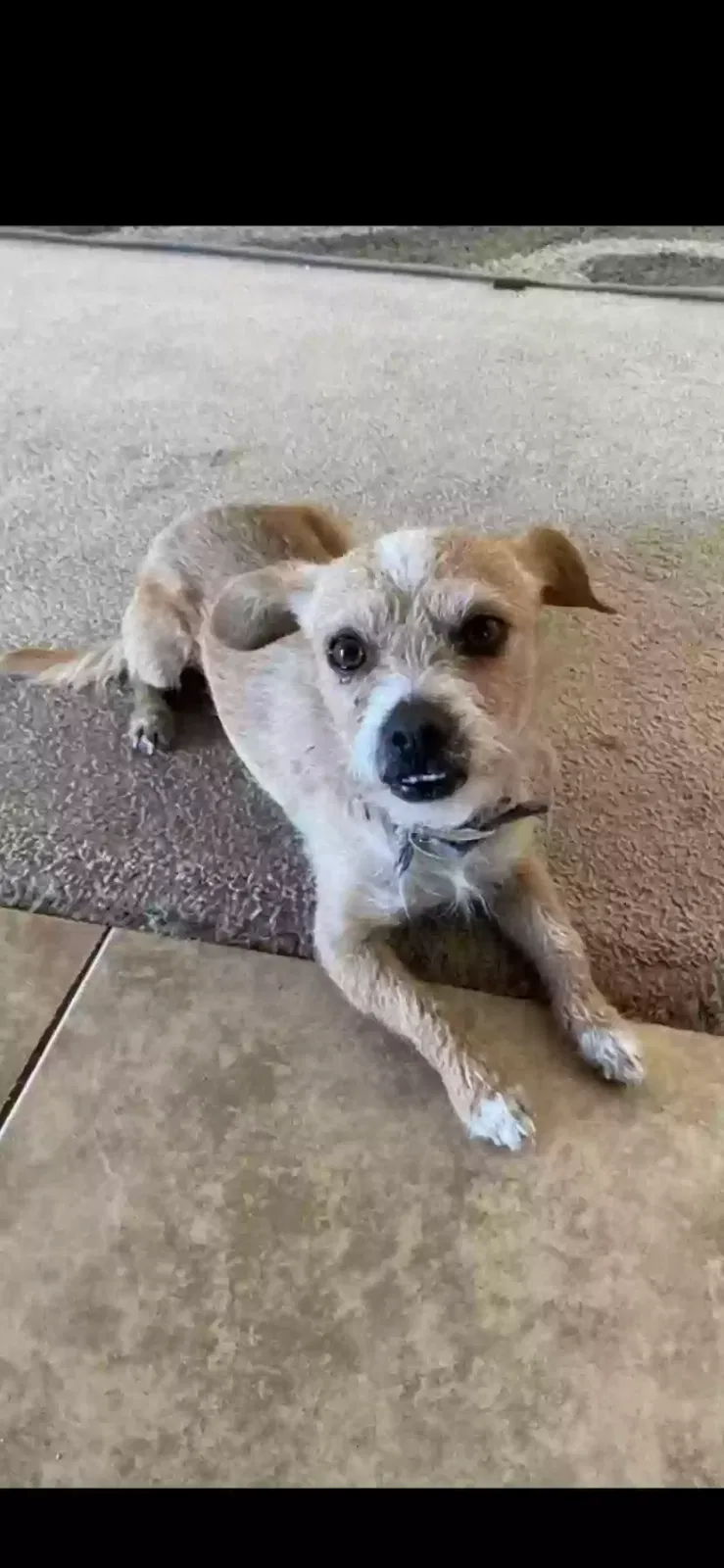 Lost dog in Apple Valley, CA, 92307