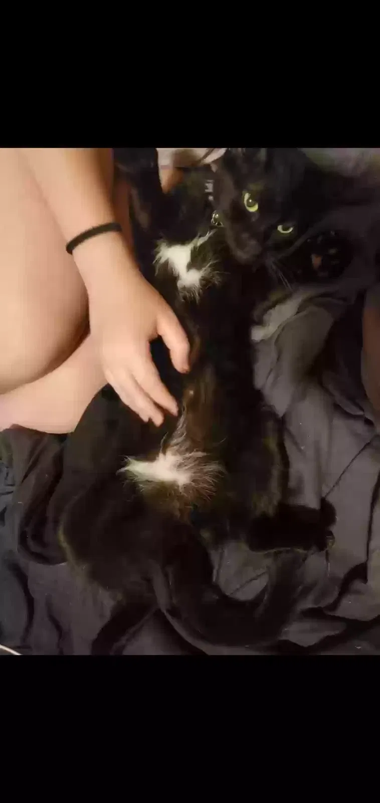 Lost cat in San Antonio, TX, 78244