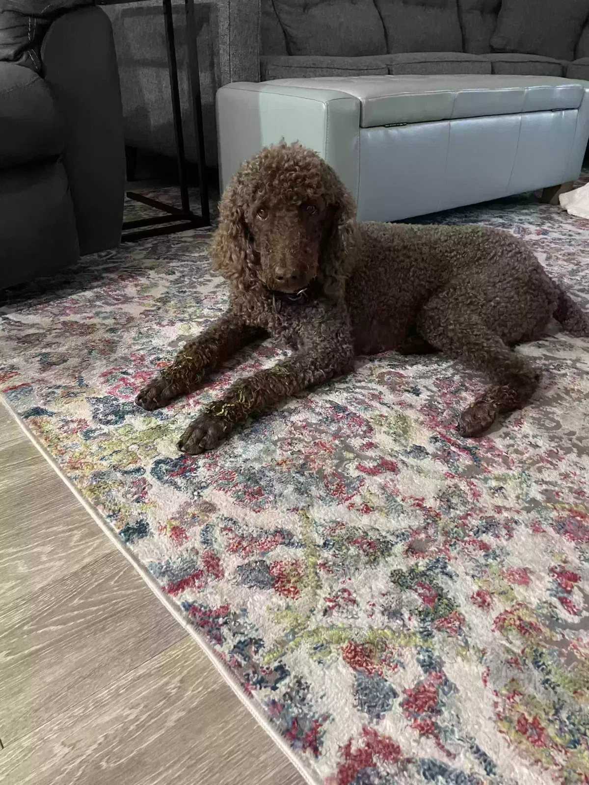 Found dog in Dunedin, FL, 34698