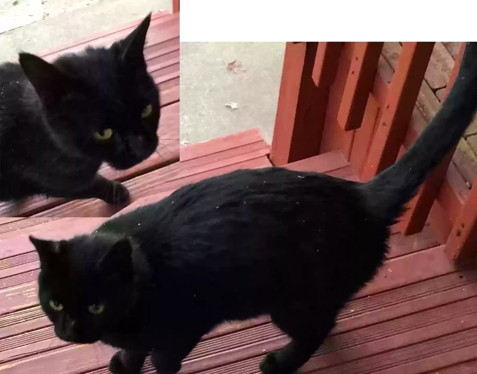 Found cat in Clarksville, IN, 47129
